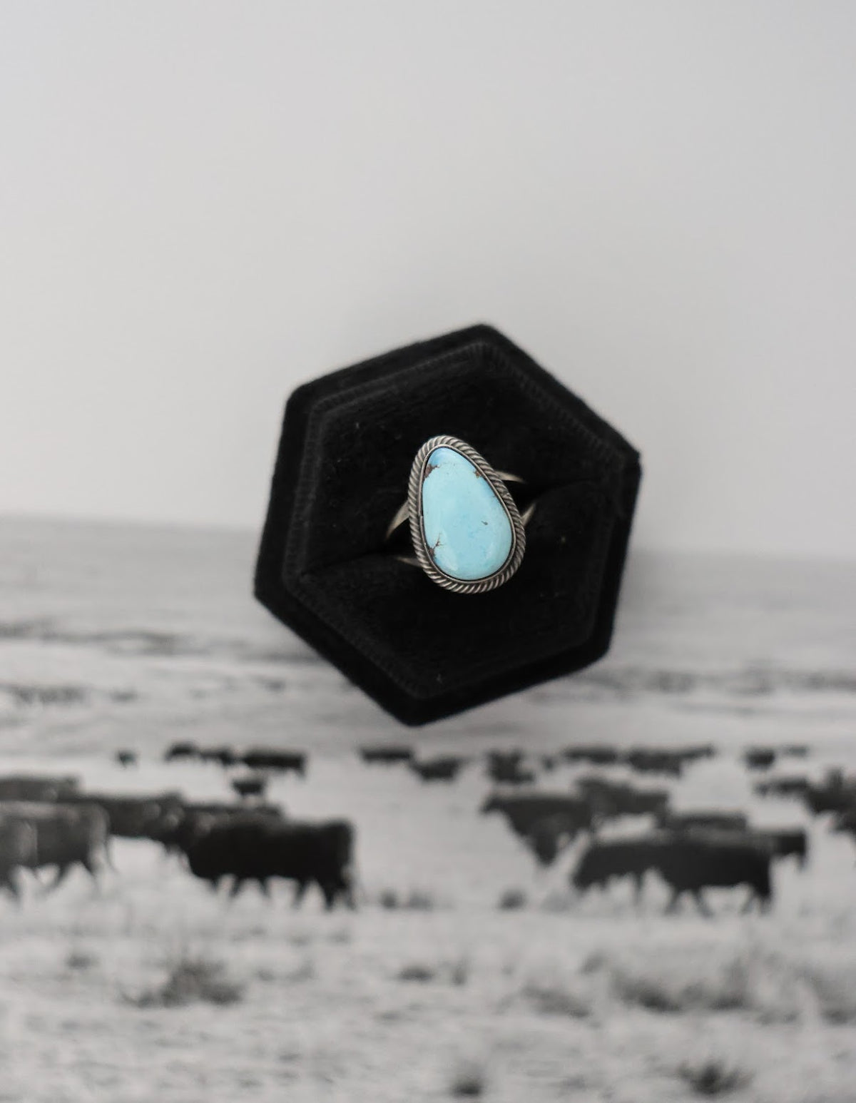 THE CAVALRY RING